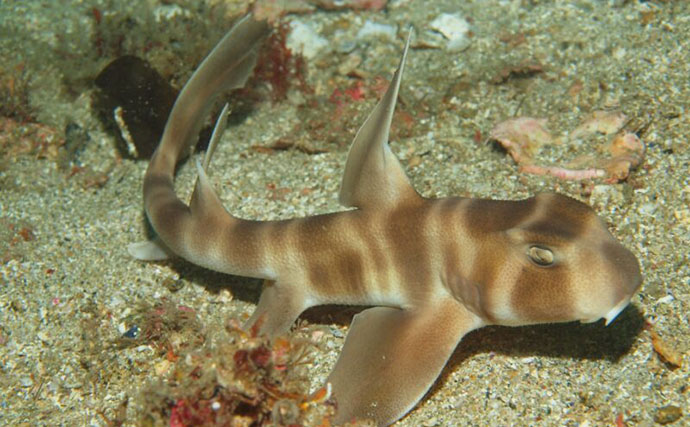 「サメは怖い」の先入観は間違い？　ユニークで全然サメっぽくないサメたちの世界