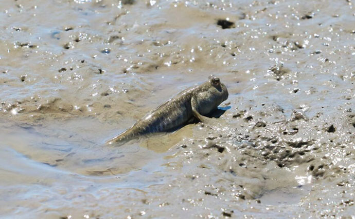 ＜オオウナギ＞が陸上でも狩りをすることが明らかに　上流域の個体ほど陸生物への依存度が高い？