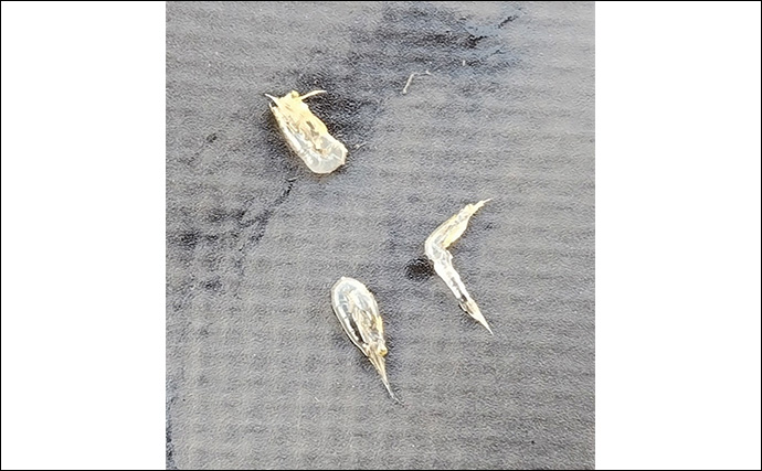 真冬のデイシーバスゲーム攻略の極意　「浅場のボトム」を狙うべし！