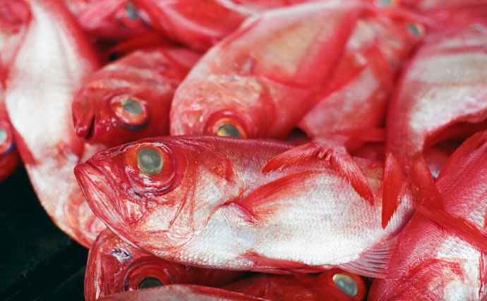 美味しい『キンメダイ』の見分け方は赤色の鮮やかさ？　高い栄養価と優れた健康効果もあり