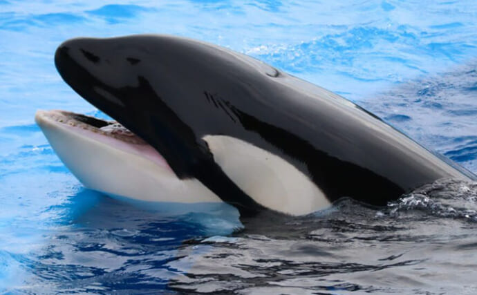 「野生下のシャチ同士がキスする瞬間」が撮影される　シャチの社会性とは？