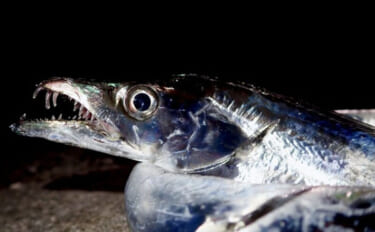 魚に噛まれたら「痛い」だけではない？　様々な形状を持つ魚たちの【歯】事…