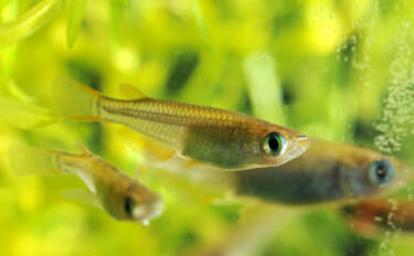 メダカは冬眠する魚！「冬はどうすればいい？」 屋外飼育で気をつけたい3…