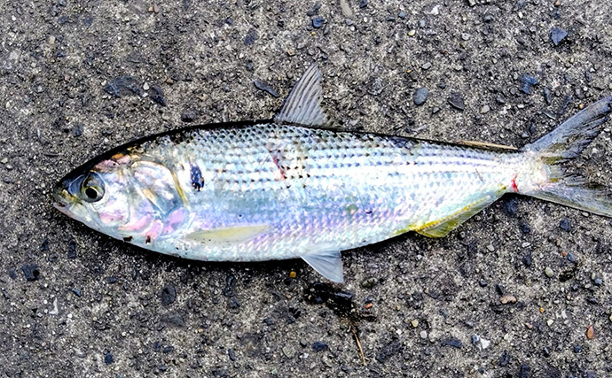 シーバスゲームでコノシロが入れ食い【千葉】63cmシーバスはゲスト扱い？