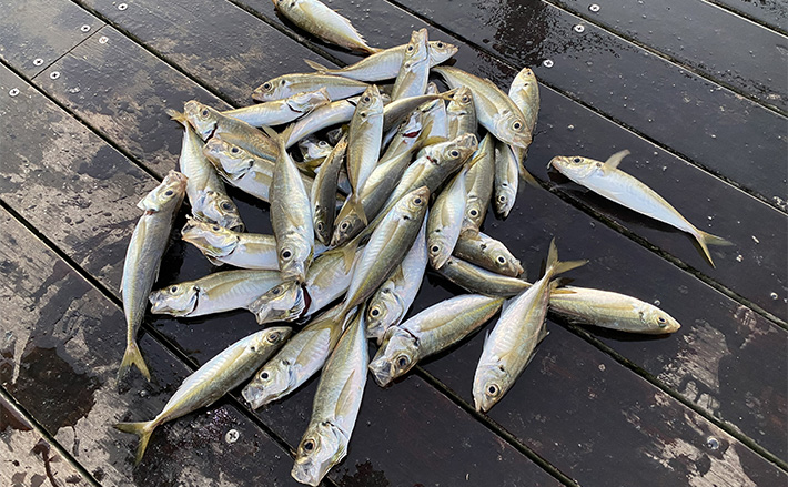堤防サビキ釣りで25cm頭にアジ40匹手中！【福島】ぶっこみサビキで入れ