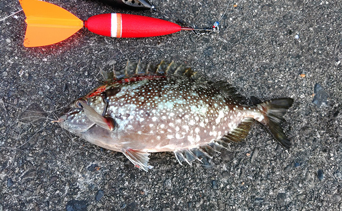 「遠投カゴ釣りデビューしてみた！」2回目の堤防釣行で37cmイサキをキャッチ【和歌山】