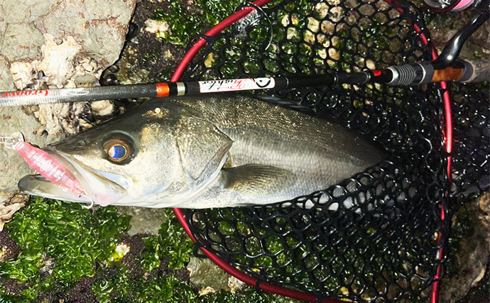 夜の磯でのライトルアー釣行でクロダイにシーバスが連発！【北九州】プラグに好反応