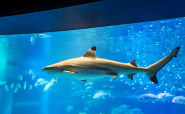 「サメは怖い」の先入観は間違い？　ユニークで全然サメっぽくないサメたち…