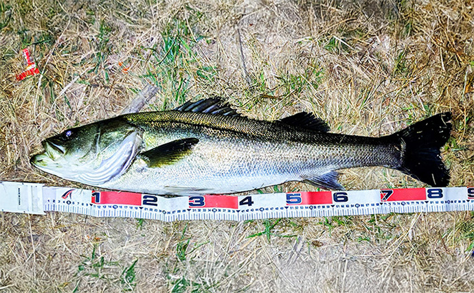 85cmランカー級シーバス獲った！【養老川】バチパターンが的中で本命連発