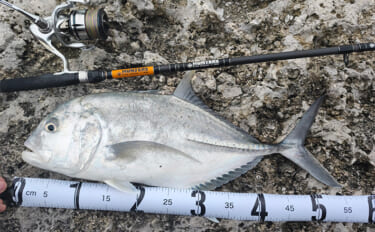 陸っぱりルアーフィッシングで人生初のGT（ロウニンアジ）をキャッチ！【…