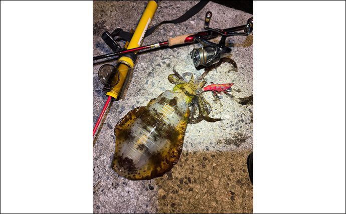 【冬エギング攻略法】アオリイカの捕食タイミング・居場所を予測して釣果につなげよう