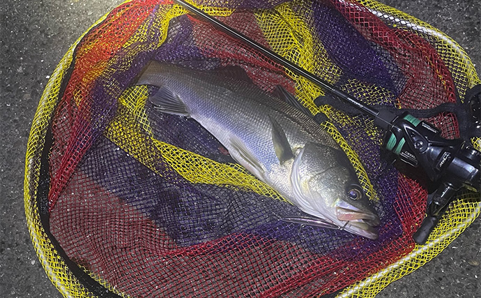 ライトゲームアングラー的「釣れて嬉しい魚」と「嬉しくない魚」