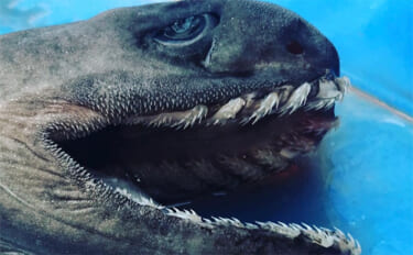 奇妙な見た目＆特異的な深海ザメ『ラブカ』の魅力　生体・標本が見られる場…