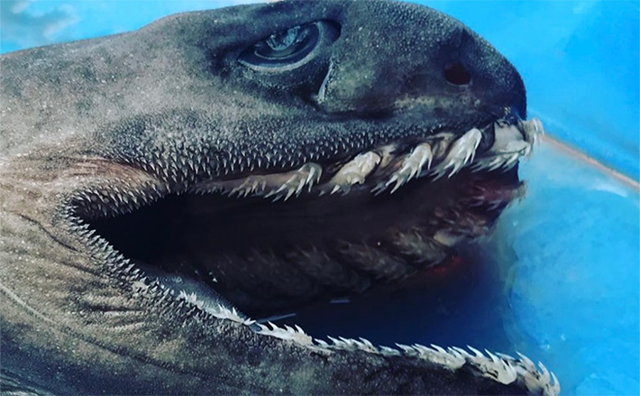 奇妙な見た目＆特異的な深海ザメ『ラブカ』の魅力 生体・標本が見