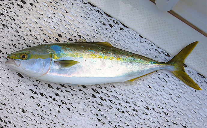 明石沖ボートジギング釣行で50cm級ハマチ2匹　強いベイト反応出ればチャンス！