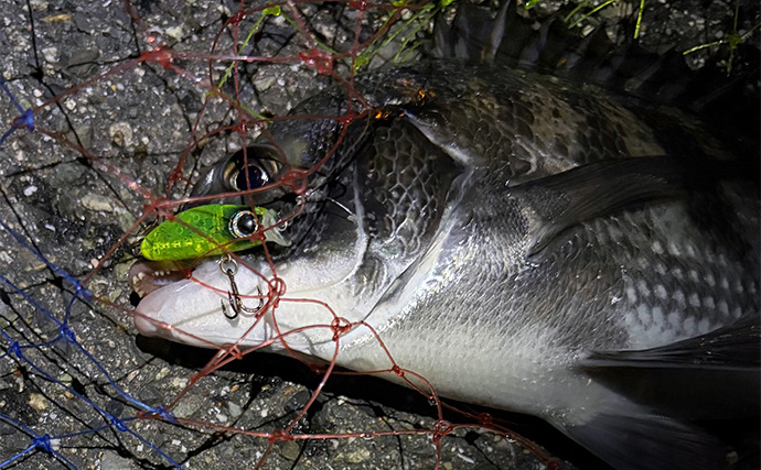 大阪南港のメバリングで35cmチヌ顔見せ　謎のラインブレイクの正体はタチウオ？