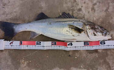 真冬のデイシーバスゲーム攻略の極意　「浅場のボトム」を狙うべし！