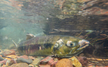 野生の＜シロザケ＞を求めて北海道へ　道東の自然河川で観察したサケの最後…