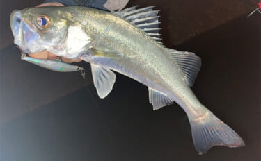 冬のシーバスゲームでセイゴ10匹をキャッチ【山口】 シンキングペンシル…