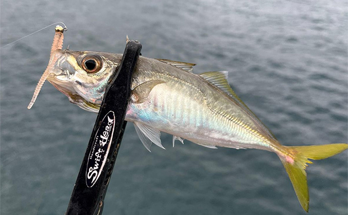 中紀エリアのライトゲームでキビレにアジにアオリイカと多彩！【和歌山】