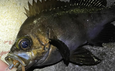 「メバルはどんな場所にいる？」 メバリングで集中的に狙うべき5つのポイ…