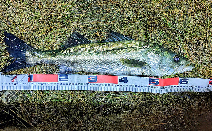 シーバスゲームでコノシロが入れ食い【千葉】63cmシーバスはゲスト扱い？