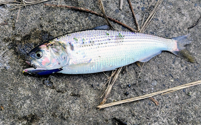 シーバスゲームでコノシロが入れ食い【千葉】63cmシーバスはゲスト扱い？