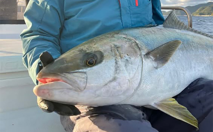 釣りの聖地」五島列島遠征ルアー釣行で11kgヒラマサ登場
