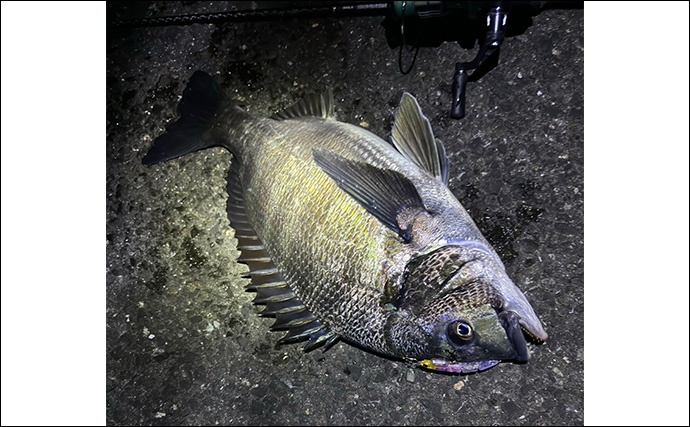 メバリングタックルを積極的に流用しよう　大型のシーバスとクロダイにも対応可能