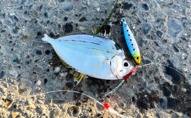 寒波到来＆暴風の浜名湖でダイソージグサビキを投げてみた　ヒイラギ入れ掛…