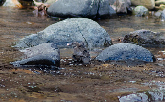 野生の＜シロザケ＞を求めて北海道へ　道東の自然河川で観察したサケの最後の瞬間