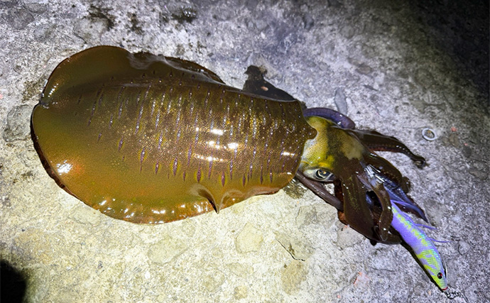 【冬エギング攻略法】アオリイカの捕食タイミング・居場所を予測して釣果につなげよう