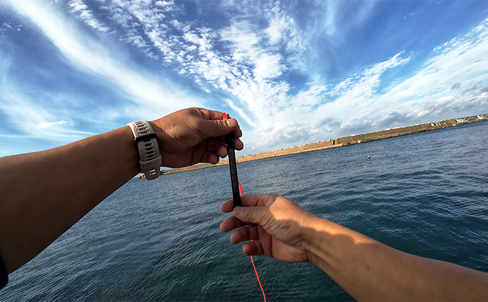 ヤエン釣りで1日中アオリイカがアタリっぱなし！【福井】水中はまだまだシーズン盛期？