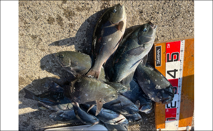 磯フカセ釣りで48cmクロ（メジナ）が浮上！【大分】好ゲストにシマアジも登場