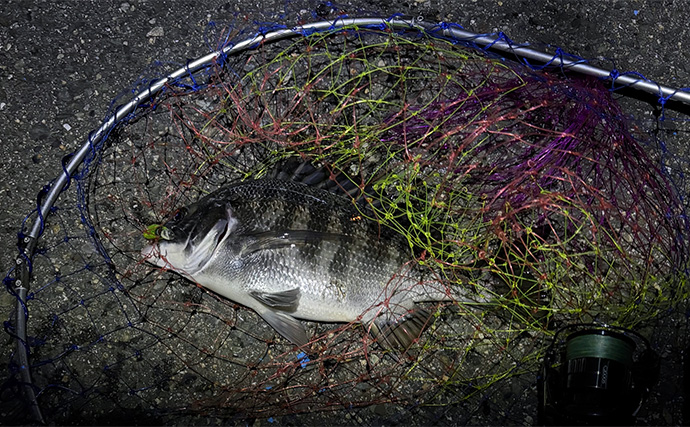 大阪南港のメバリングで35cmチヌ顔見せ　謎のラインブレイクの正体はタチウオ？