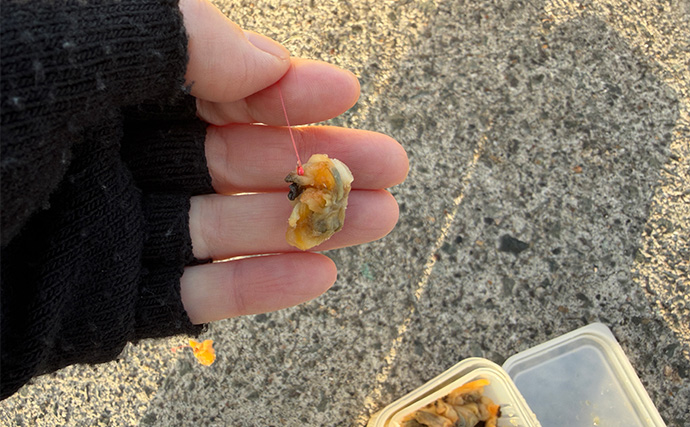 釣り女子イチオシの釣りエサは「アサリ」！ 釣れる魚と下準備の方法を紹介