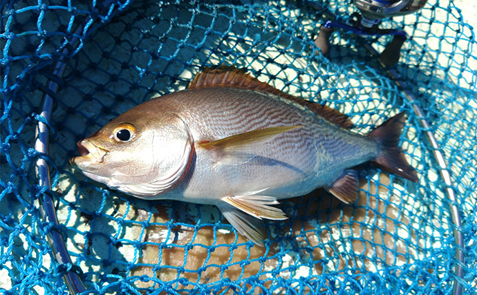 「串本カセ釣りのポテンシャルが炸裂！」 40〜60cmの良型マダイ16匹と大爆釣