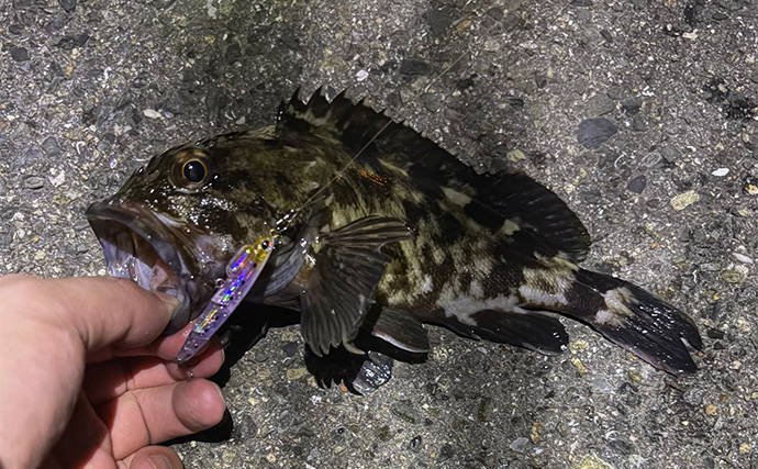 泉南エリアのメバリングで本命不発もセイゴにチヌ【大阪】 見えアジはジグ単を無視