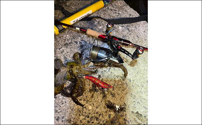 【冬エギング攻略法】アオリイカの捕食タイミング・居場所を予測して釣果につなげよう