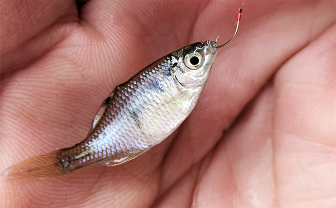 減水水路のタナゴ釣りで50匹超え達成【京都】 岸際の浅場を極小仕掛けで攻略