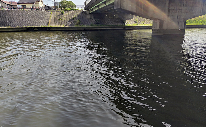 シーバスゲームでコノシロが入れ食い【千葉】63cmシーバスはゲスト扱い？