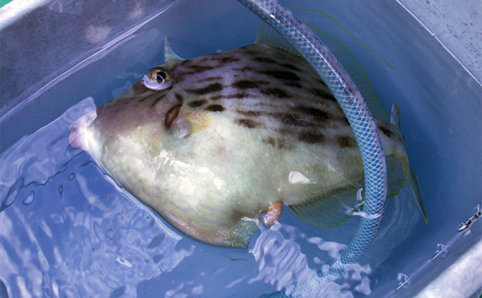 冬の東京湾「船カワハギ釣り」入門　【タックル・誘い方・食べ方を解説】