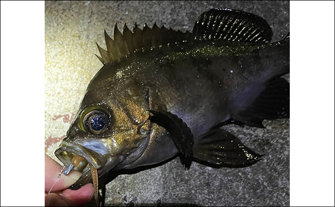 「メバルはどんな場所にいる？」 メバリングで集中的に狙うべき5つのポイント