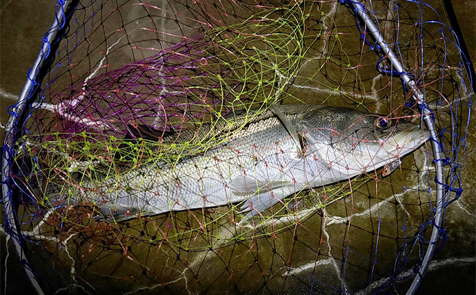 泉大津でのメバリング釣行で55cm頭にシーバス連発【大阪】 メバルは顔見ず