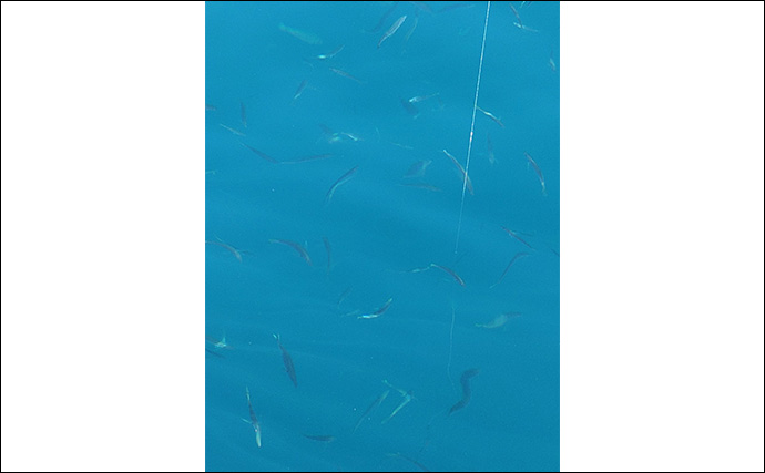 「諦めない心が奇跡を呼んだ！」今が旬の串本カセでメジロ級の寒ブリをキャッチ【大裕丸】