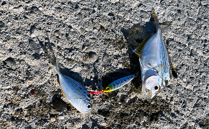 寒波到来＆暴風の浜名湖でダイソージグサビキを投げてみた　ヒイラギ入れ掛かりの謎