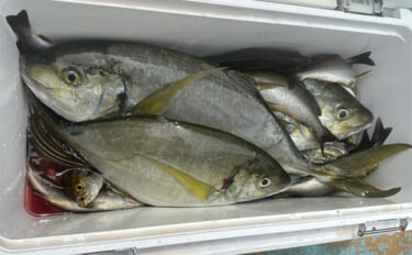 船シマアジ釣り名手のタックル詳細を公開　竿の素材3種類を使い分ける理由…