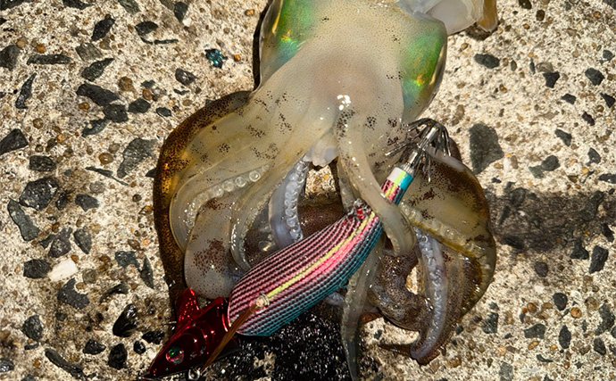 「満月の大潮はアオリイカが釣れる！」ショアのエギング釣行で1300g頭に良型が連発【山口】
