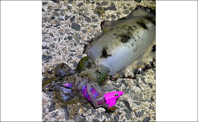 「満月の大潮はアオリイカが釣れる！」ショアのエギング釣行で1300g頭に良型が連発【山口】