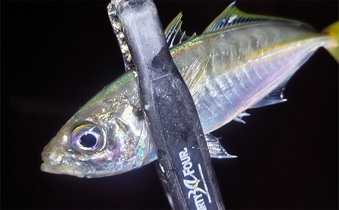 堤防アジング釣行で25cm頭にアジ連打【三重】場所によりレンジがはっきり分かれる